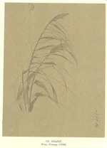 Очерет. Етюд .jpg