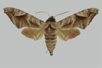Acosmeryx naga hissarica, male, upperside. Tajikistan, Gissar, Vorzob Valley.jpg
