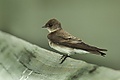 Bank Swallow - Texas H8O5372 (16953712276).jpg