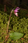 Calypso bulbosa 5493.JPG