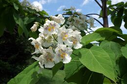 Catalpa speciosa (Northern Catapla) (35433010576).jpg