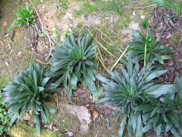 Digitalis ferruginea rosettes.jpg