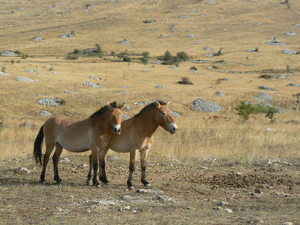 France Lozère Causse Méjean Chevaux de Przewalski 23.jpg