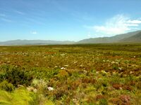 Fynbos-landscape-2.jpg