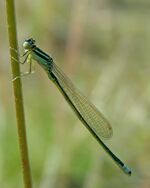 Ischnura pumilio M.jpg