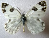 Pontia edusa male.JPG