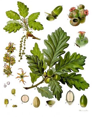 Quercus petraea - Köhler–s Medizinal-Pflanzen-118.jpg