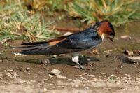 Red-rumped Swallow (Hirundo daurica) collecting mud for nest W IMG 7985.jpg