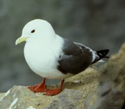Rlegkittiwake6.jpg