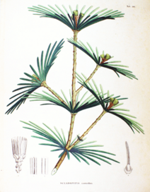 Sciadopitys verticillata SZ101.png