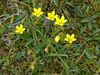 Skaftafell - Gelbe Blüten.jpg
