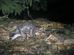 Small-clawed otter from Western Ghats.JPG