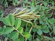 Starr 081230-0517 Indigofera hendecaphylla.jpg