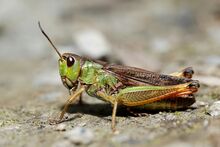 Stauroderus scalaris female (3788651564).jpg