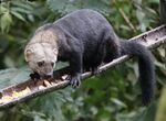 Tayra (46912831735).jpg