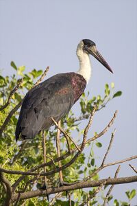 Woolly-necked stork.JPG