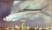 Alburnus alburnus Hungary.jpg