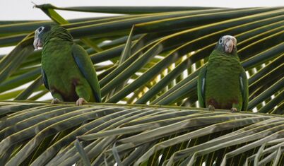 Blaukronenamazone (Amazona ventralis).JPG