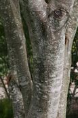 Cladrastis kentukea 10zz.jpg