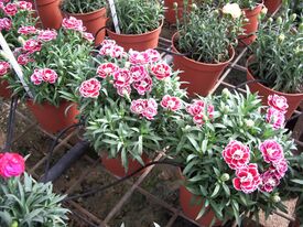 Dianthus caryophyllus Colori Joy (p) 2005-12-04.JPG