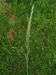 Elytrigia repens.jpeg