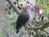 Green Imperial Pigeon RWD4.jpg