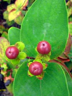 Hypericum androsaemum Dziurawiec barwierski fruit.jpg