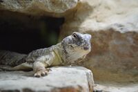 Leptiens Uromastyx.JPG