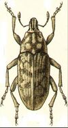 Leucomigus candidatus.jpg