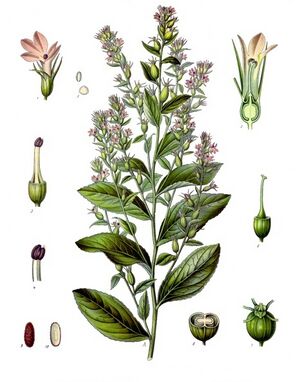 Lobelia inflata - Köhler–s Medizinal-Pflanzen-218.jpg
