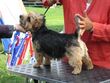 Norfolk Terrier Norway.JPG