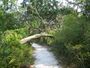 Ocala Silver River Park path01a.jpg