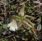 Pinguicula alpina Kilpisjärvi 2012-07.jpg