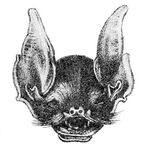 Pteronotus macleayii Annals of natural history (1840) (18226066730).jpg