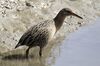 Ridgway's Rail (16619348990).jpg