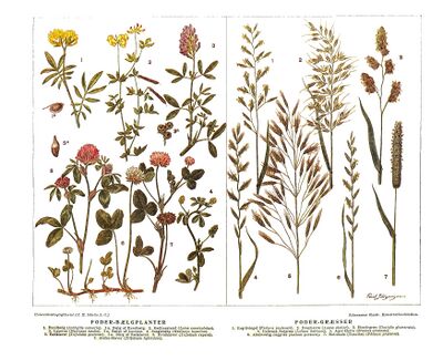 Salmonsens konversationsleksikon - Foder-Bælgplanter, Foder-Græsser.jpg