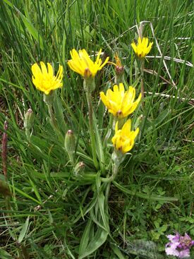 Scorzonera humilis - Aubrac.jpg
