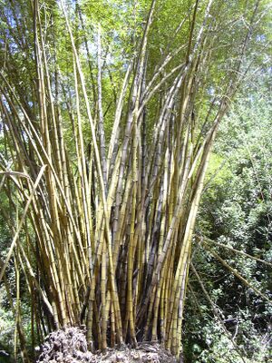 Starr 030807-0120 Bambusa vulgaris.jpg