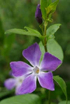 Vinca major 01.jpg