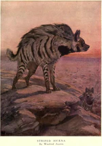 Winifred austen hyena.jpg