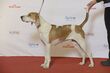 BIR Grupp 6- AMERICAN FOXHOUND, Jääräpää Flikka (23607404123).jpg