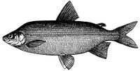 Coregonus maraenoides.jpg