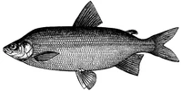 Coregonus maraenoides.jpg