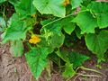 Cucumis sativus 0001.JPG