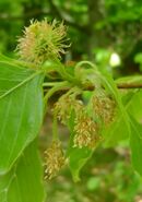 Fagus sylvatica flower kz1.jpg
