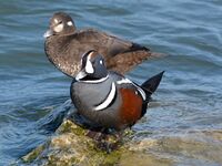 Harlequin ducks (Histrionicus histrionicus) (13022042595).jpg
