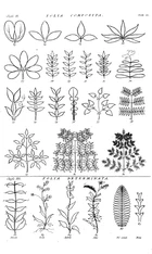 Hortus Cliffortianus folia compos.png