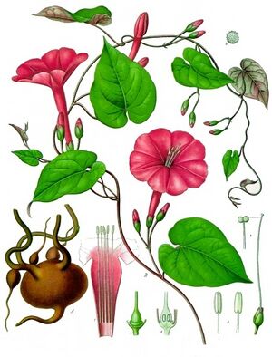 Ipomoea purga - Köhler–s Medizinal-Pflanzen-077.jpg