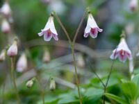Linnaea borealis.jpg