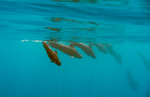 Maldivian pilot whales.png